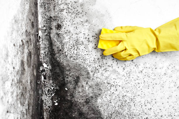 Why You Should Choose Our Mold Remediation Services in Berryville, TX